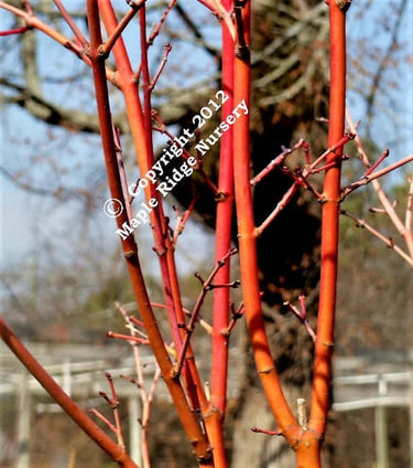 Acer palmatum 'Japanese Sunrise' - mapleridgenursery